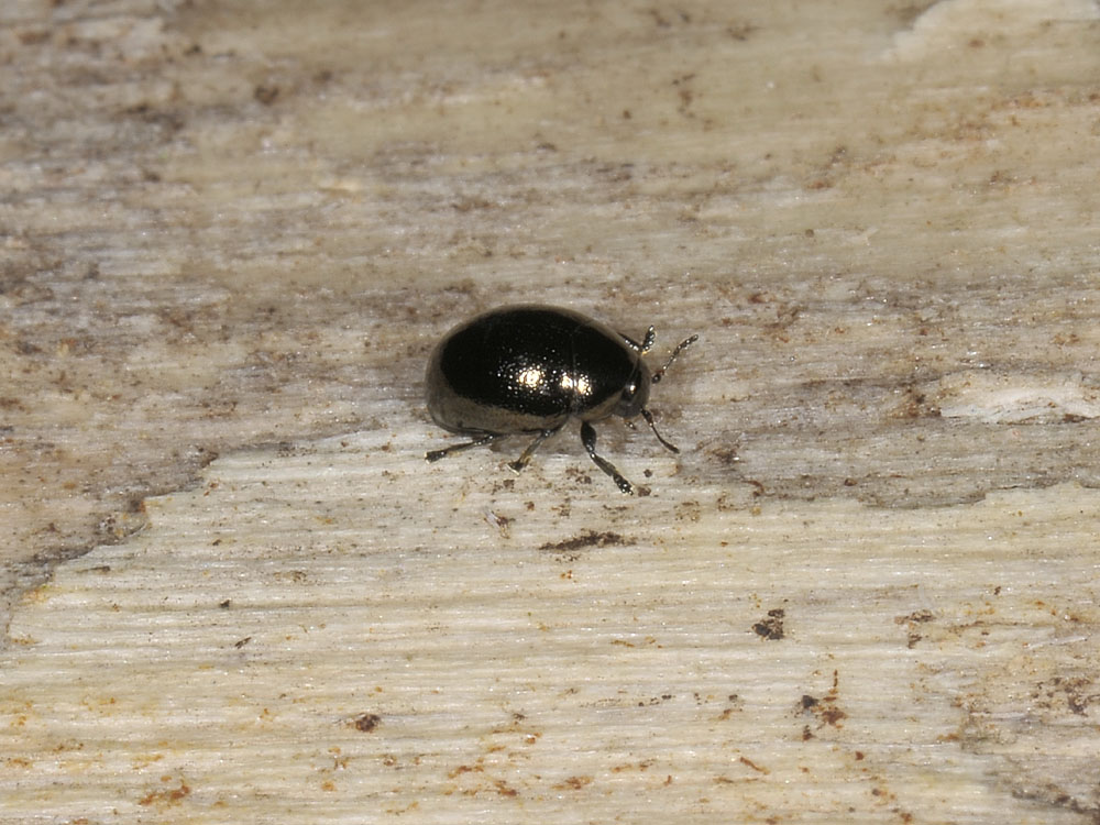 Oomorphus concolor (Chrysomelidae)?